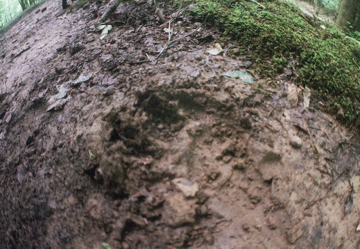 Bear in Big South Fork country